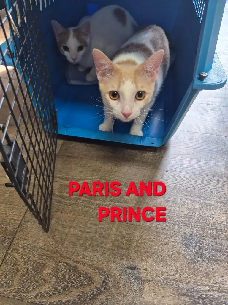 Prince thumbnail 3
