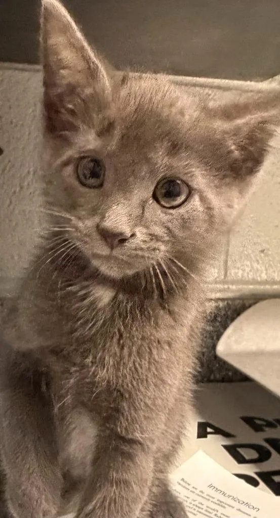 A baby small-sized male Domestic Medium Hair cat named Toulouse for adoption in Henderson, NC