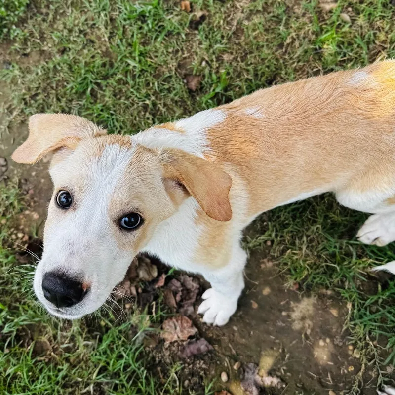 A baby medium-sized male White / Cream Australian Shepherd dog named Dyson for adoption in Brownsboro, AL