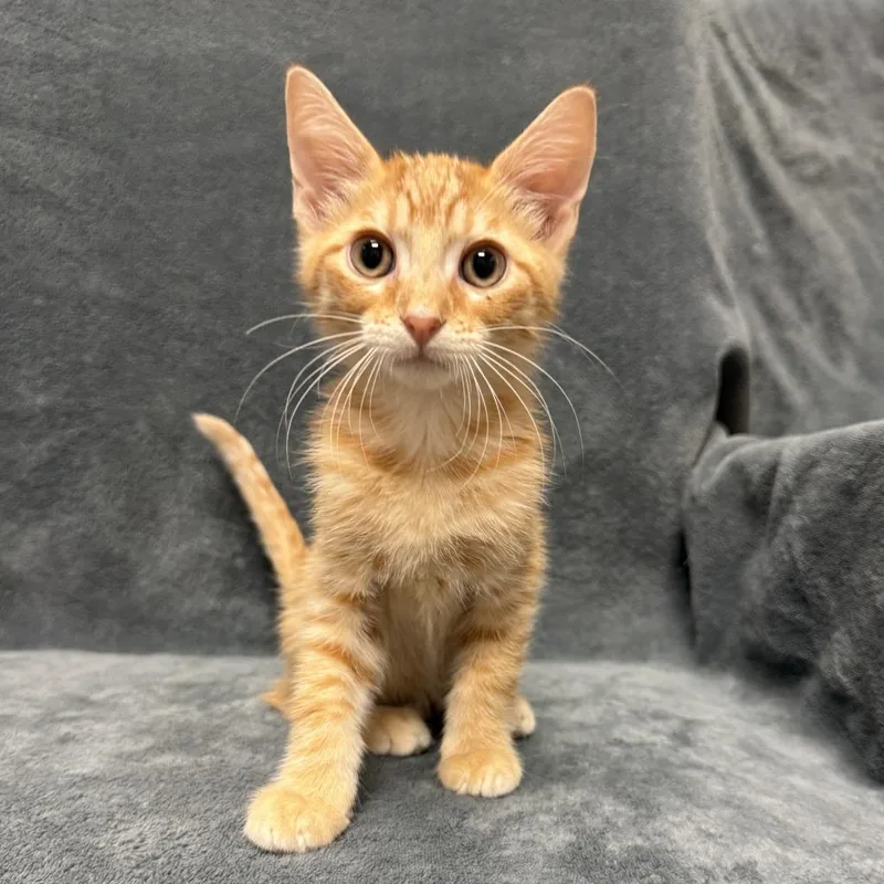 A baby medium-sized male Domestic Short Hair cat named Quartz for adoption in Brenham, TX
