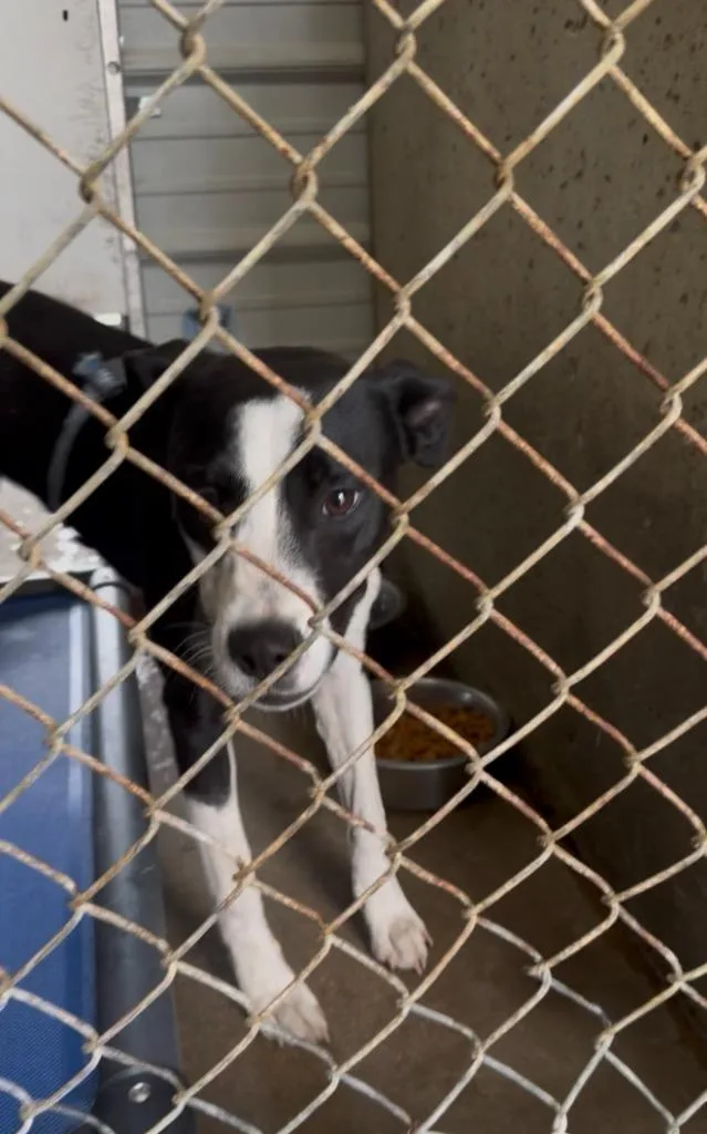 A young large-sized female Mixed Breed dog named Cricket for adoption in Centralia, IL