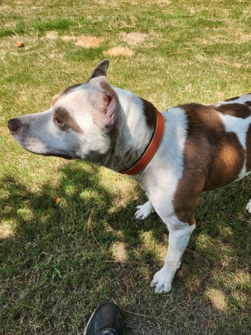 A young medium-sized male Mixed Breed dog named Max for adoption in North Augusta, SC