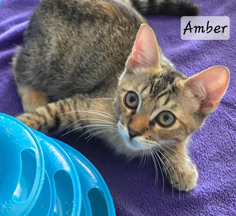 Amber thumbnail 2