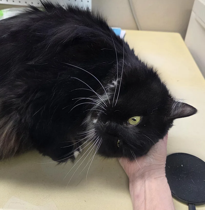 Luna  Taylor thumbnail 2