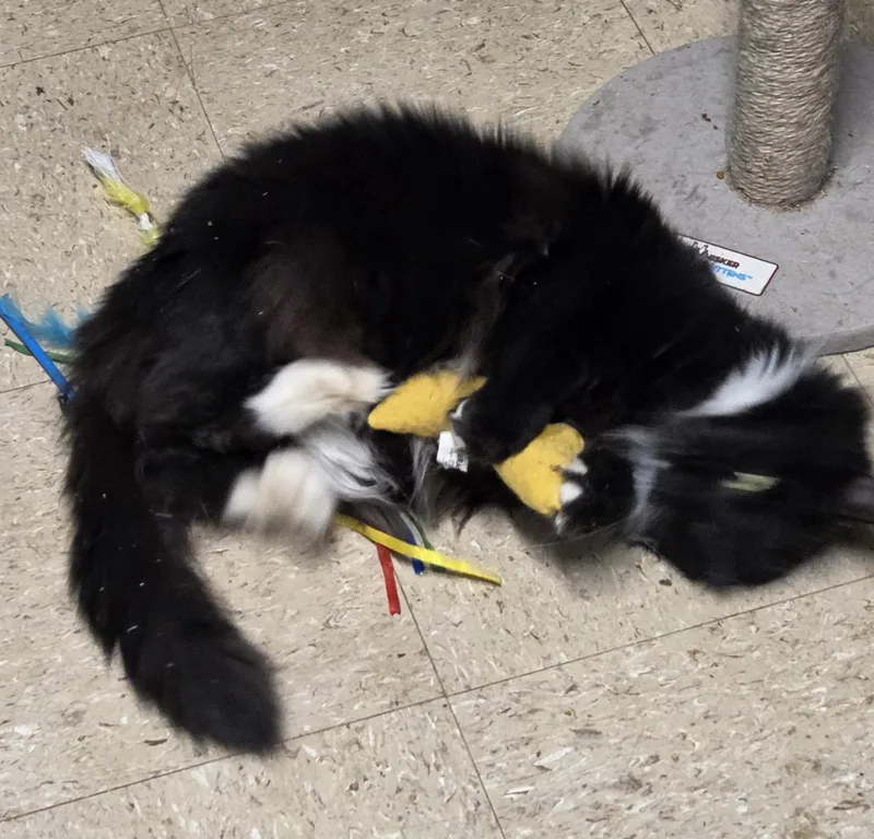 Luna  Taylor thumbnail 3