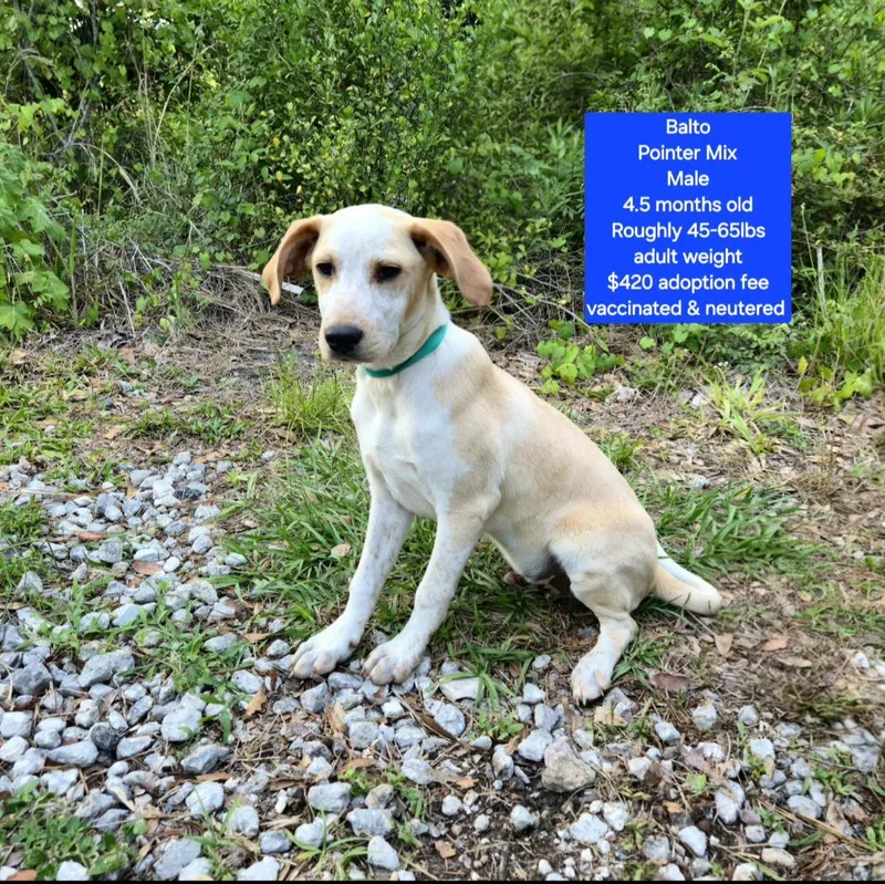 A baby medium-sized male Pointer dog named Balto for adoption in Oviedo, FL