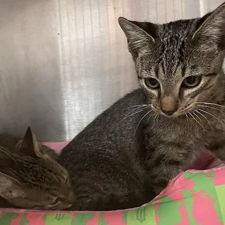A young medium-sized male Brown / Chocolate Domestic Short Hair cat named Koda for adoption in Port Charlotte, FL