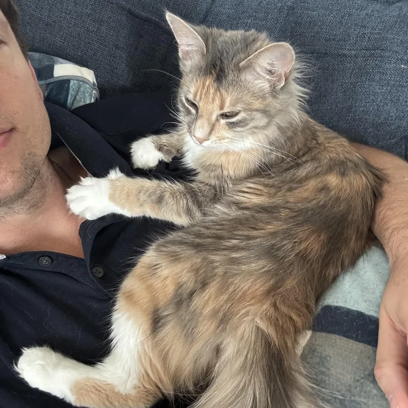 A young medium-sized female Dilute Calico Domestic Medium Hair cat named Josephine for adoption in Austin, TX