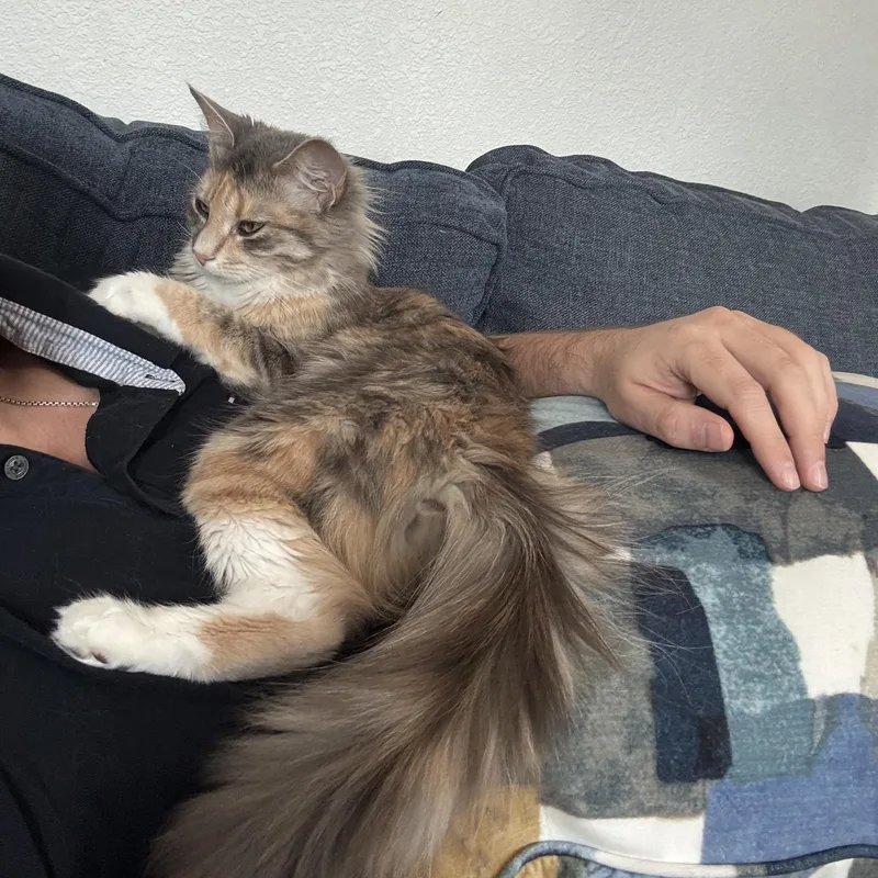 Josephine thumbnail 2
