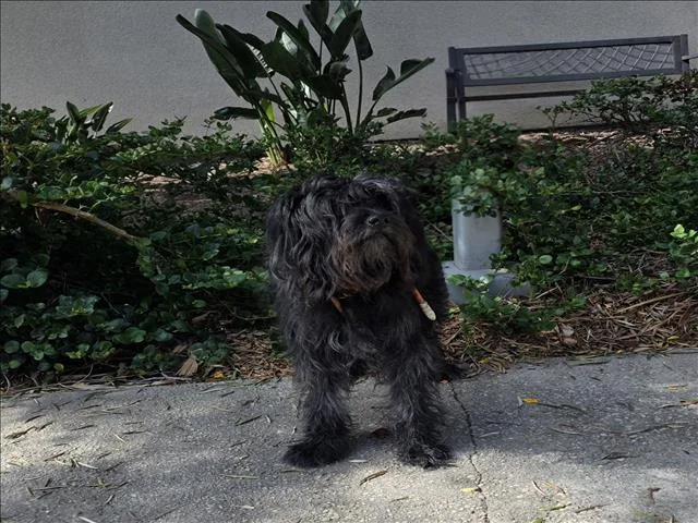 A young medium-sized male Tibetan Terrier dog named Onyx for adoption in San Pedro, CA