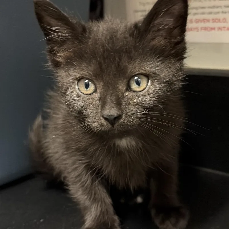 A baby small-sized female Gray / Blue / Silver Domestic Short Hair cat named Harmony for adoption in Chattanooga, TN