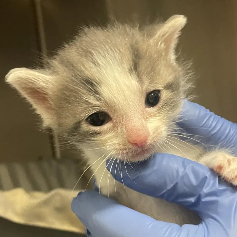 A baby small-sized male Gray / Blue / Silver Domestic Short Hair cat named Gob for adoption in Lynchburg, VA
