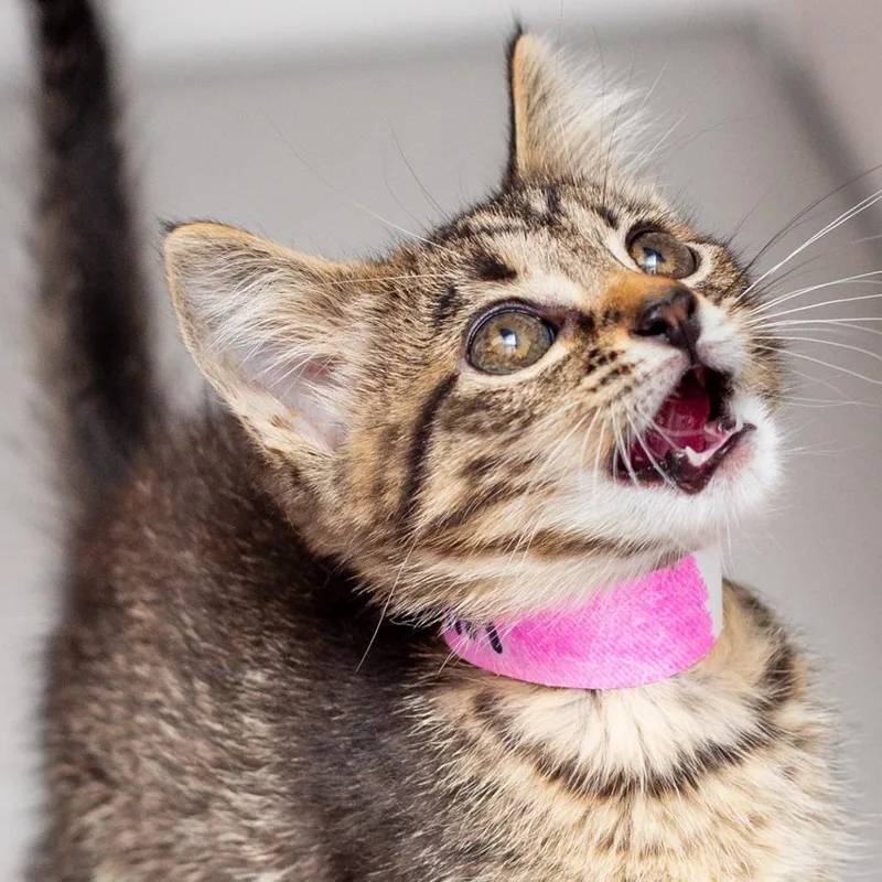 A baby small-sized female Brown / Chocolate Domestic Short Hair cat named Judith for adoption in Hattiesburg, MS