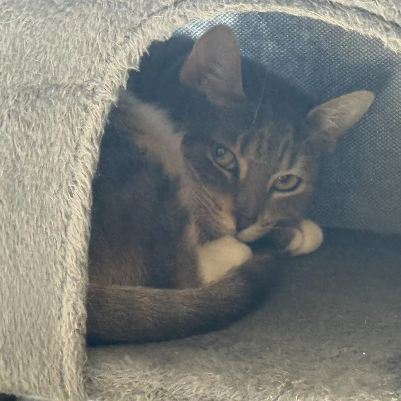 Sagitarius thumbnail 2