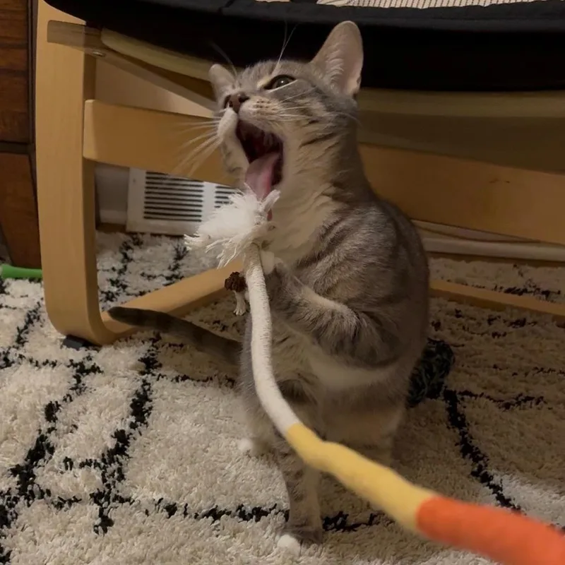 Sagitarius thumbnail 3