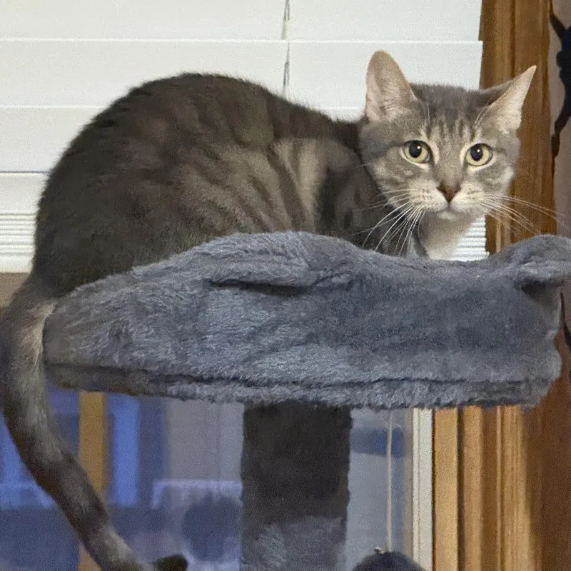 Sagitarius thumbnail 4