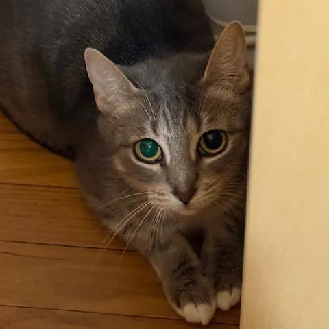 Sagitarius thumbnail 5