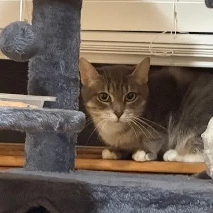 Sagitarius thumbnail 6