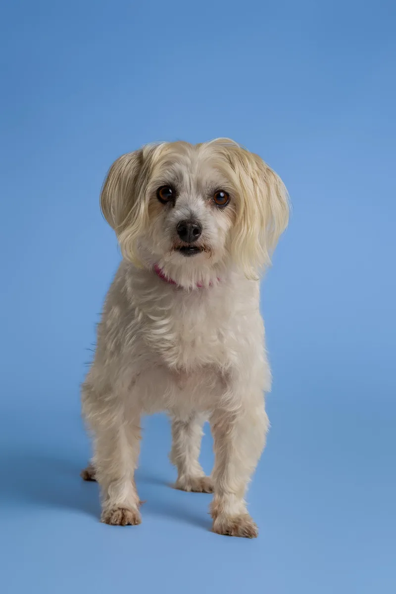 A senior small-sized female White / Cream Maltese dog named Bonnie for adoption in Tyler, TX
