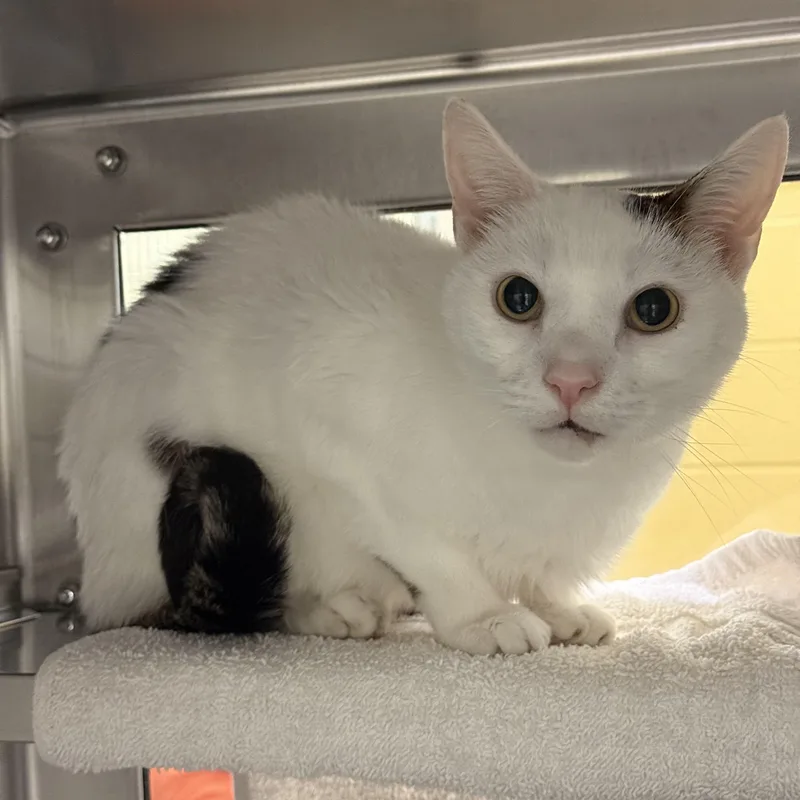 An adult medium-sized male Domestic Short Hair cat named Yuni for adoption in Brownsville, VT