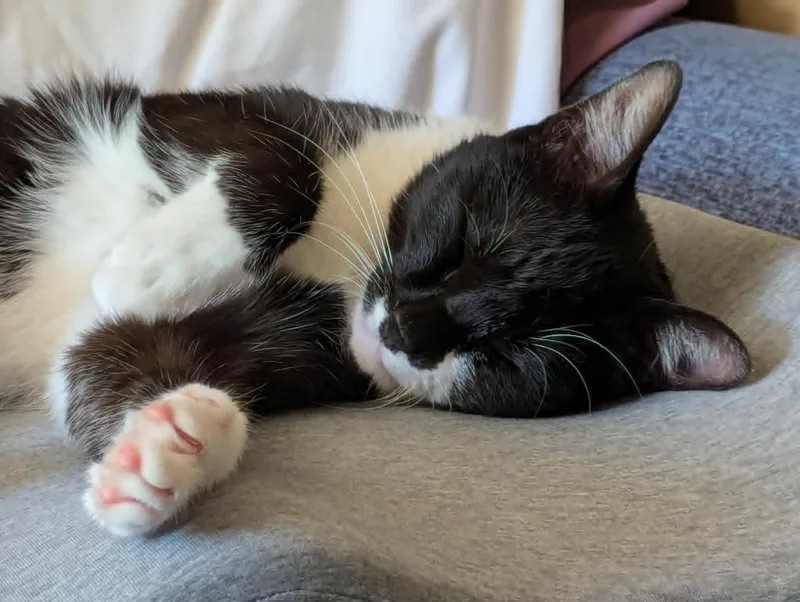A young medium-sized female Domestic Short Hair cat named RainF for adoption in Youngsville, NC