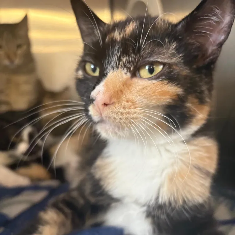 A baby medium-sized female Calico Domestic Short Hair cat named Callie for adoption in Spokane, WA