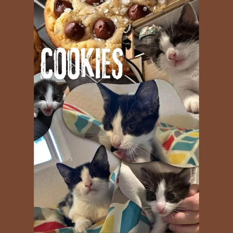 A baby small-sized female Black Domestic Short Hair cat named Cookies for adoption in Orangevale, CA