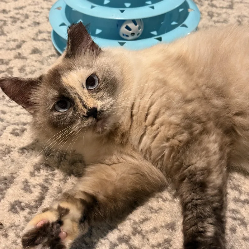 Vesper