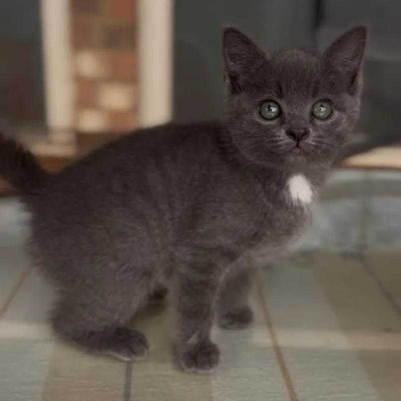 A baby small-sized female Gray / Blue / Silver Domestic Short Hair cat named Ariel for adoption in Huntsville, AL