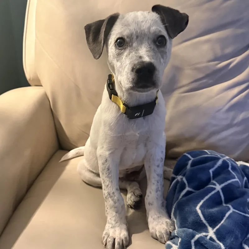 A baby medium-sized male Gray / Blue / Silver Australian Cattle Dog / Blue Heeler dog named Marco Olympians  Local for adoption in Andover, MA