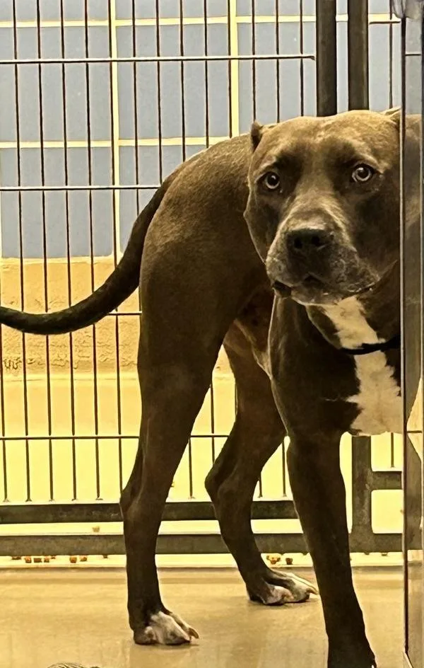 Chicharrón thumbnail 3