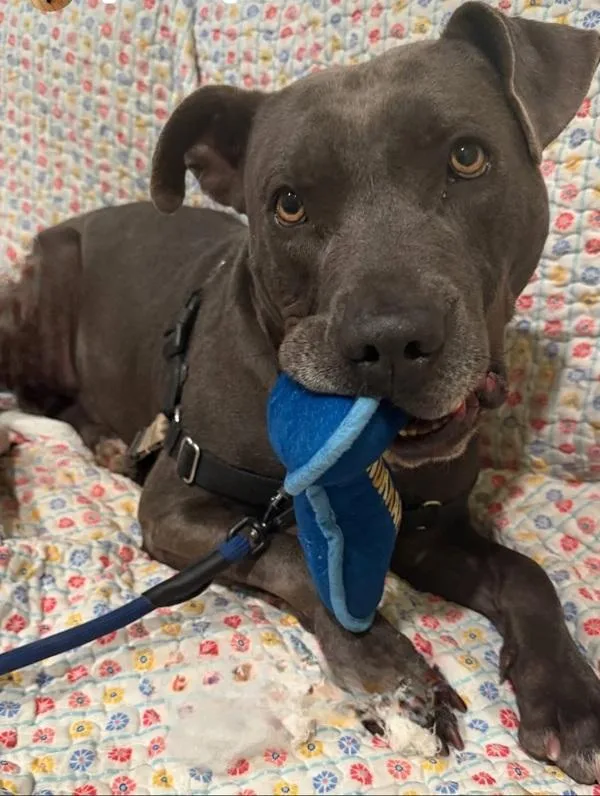 Chicharrón thumbnail 4