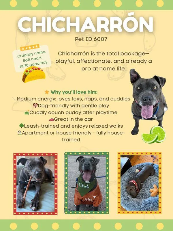 Chicharrón thumbnail 5