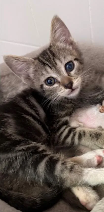 A baby medium-sized female Gray / Blue / Silver Domestic Short Hair cat named Paula for adoption in Herndon, VA