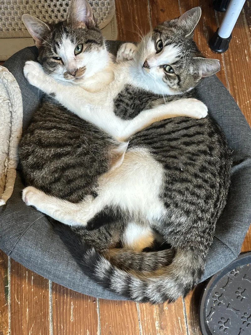 Garth Algar thumbnail 4