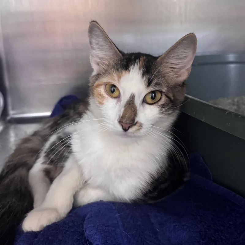 An adult medium-sized female Domestic Medium Hair cat named Potion for adoption in Middleburg, FL