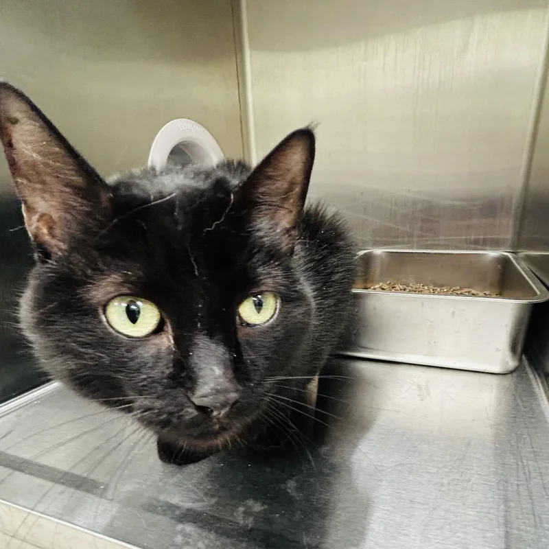 An adult large-sized male Black Domestic Short Hair cat named Chicken Nugget for adoption in East Smithfield , PA