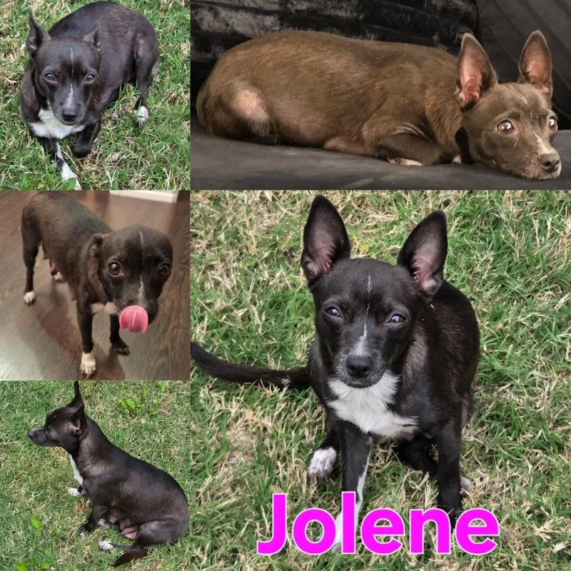 An adult small-sized female Black Chihuahua dog named Jolene for adoption in Dallas, TX