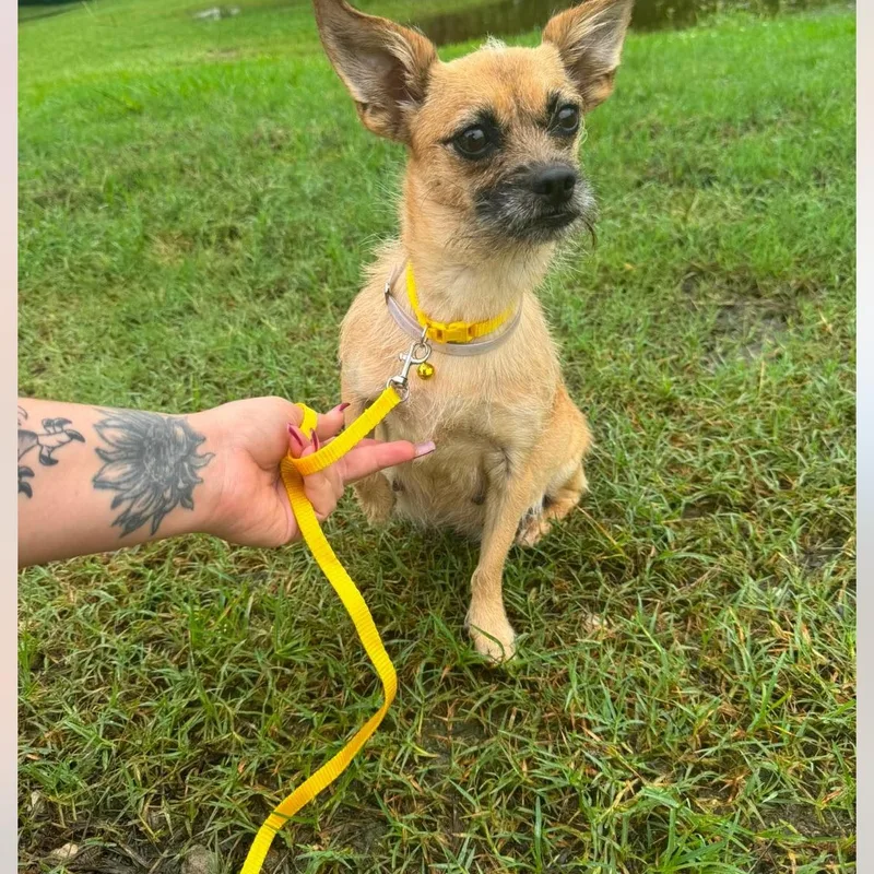 An adult small-sized female Shih Tzu dog named Bonnie for adoption in Crosby, TX