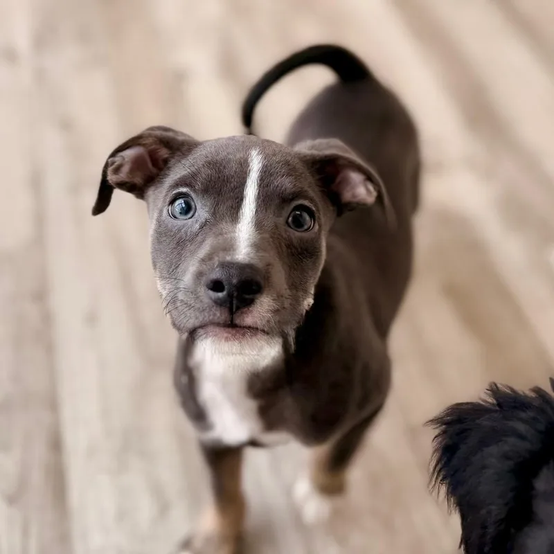 A baby small-sized male Gray / Blue / Silver Chihuahua dog named Stout for adoption in Green Bay, WI