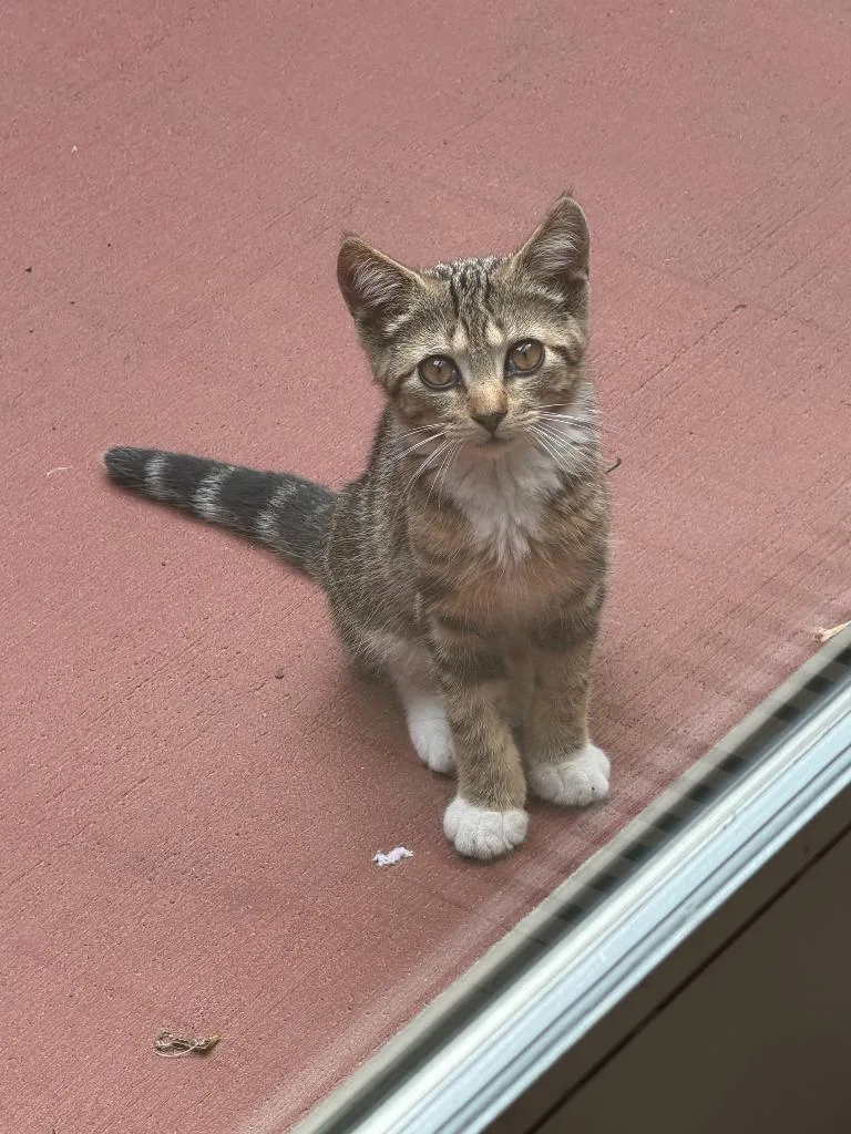 A baby medium-sized male Domestic Short Hair cat named Gerald for adoption in West Bloomfield, MI