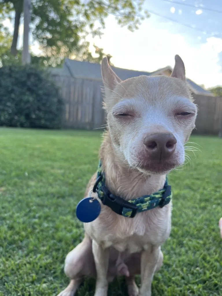 An adult small-sized female Chihuahua dog named Cayenne for adoption in New Orleans, LA