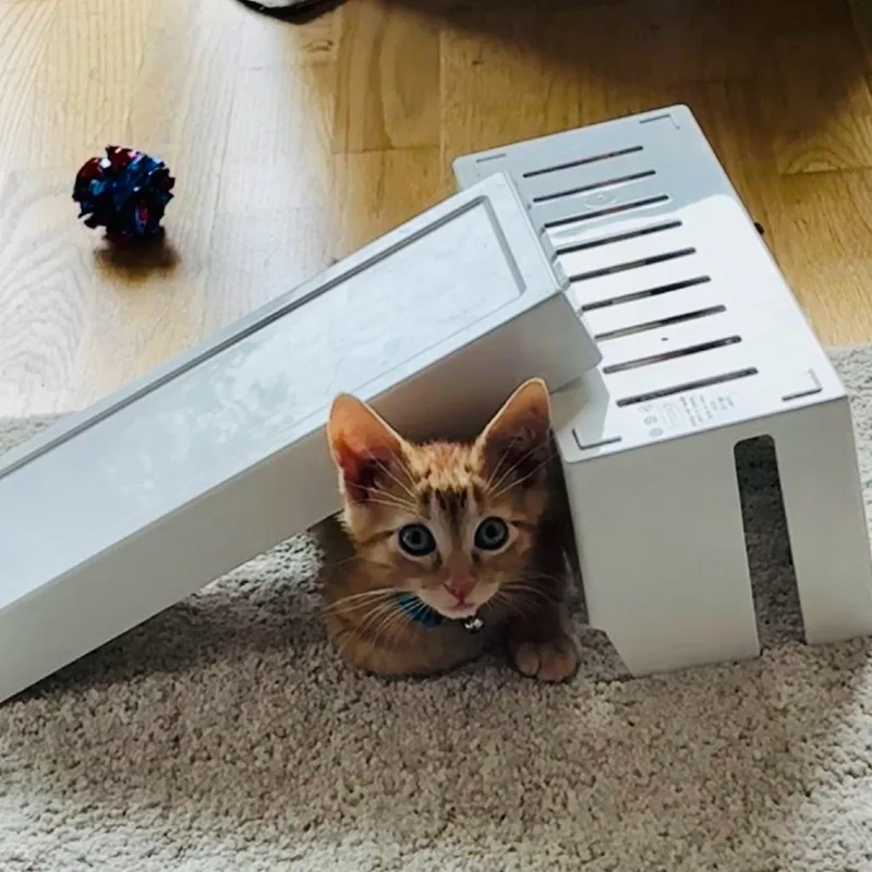 A baby small-sized male Orange / Red Domestic Short Hair cat named Corny for adoption in Evanston, IL