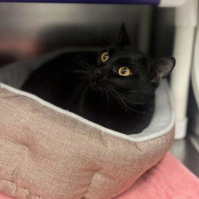 A young large-sized male Black Domestic Short Hair cat named Willie for adoption in Marysville, OH