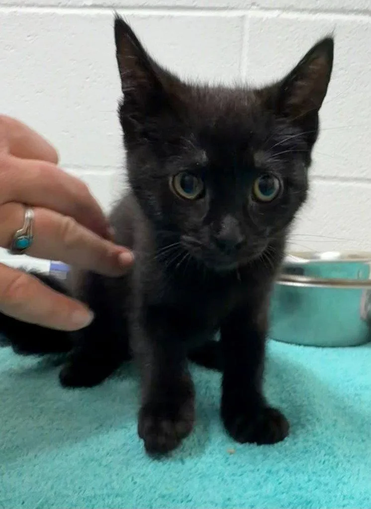A baby medium-sized male Black Domestic Short Hair cat named Timber for adoption in St. Helens, OR