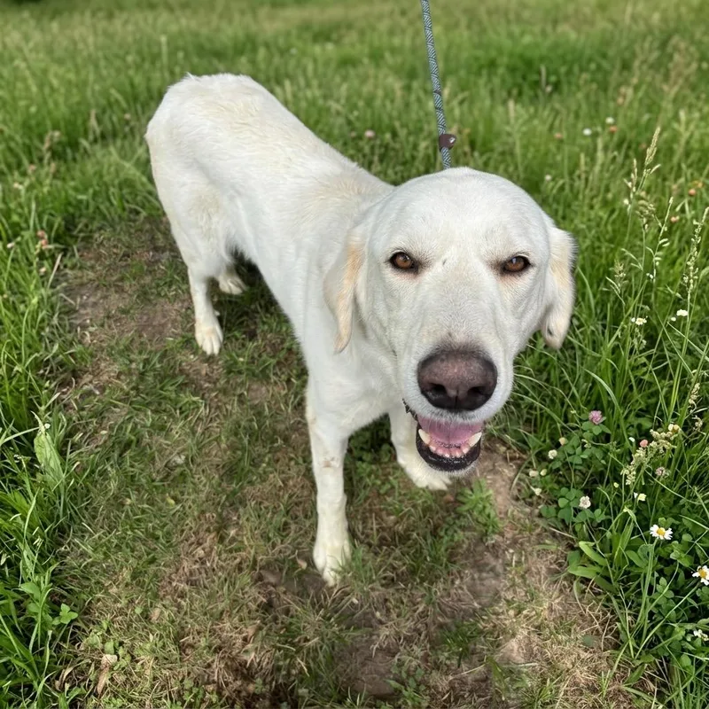 An adult large-sized male Great Pyrenees dog named Max for adoption in University Place, WA
