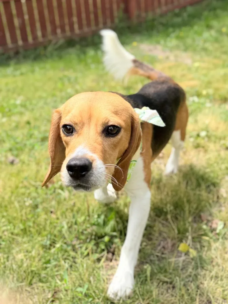 An adult medium-sized male Mixed Breed dog named Multigrain for adoption in Menomonie, WI