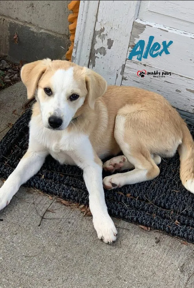 A baby large-sized female Great Pyrenees dog named Alex for adoption in Council Bluffs, IA