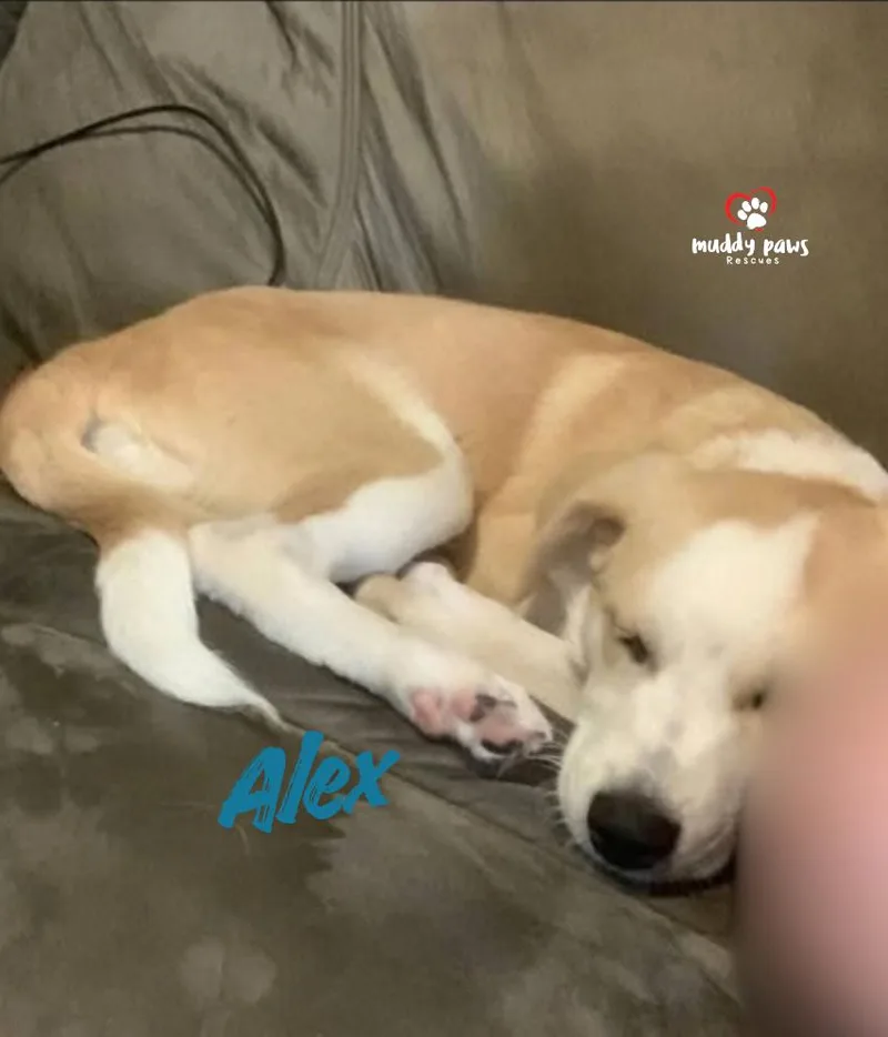 Alex thumbnail 2