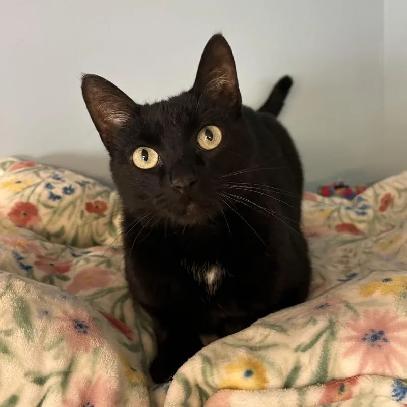 An adult medium-sized male Black Domestic Short Hair cat named Gage C for adoption in Elbow Lake, MN